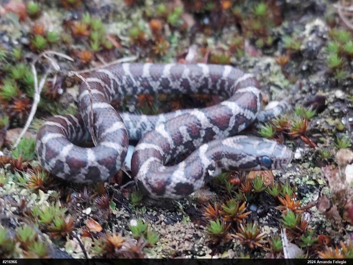 Eastern Milksnake