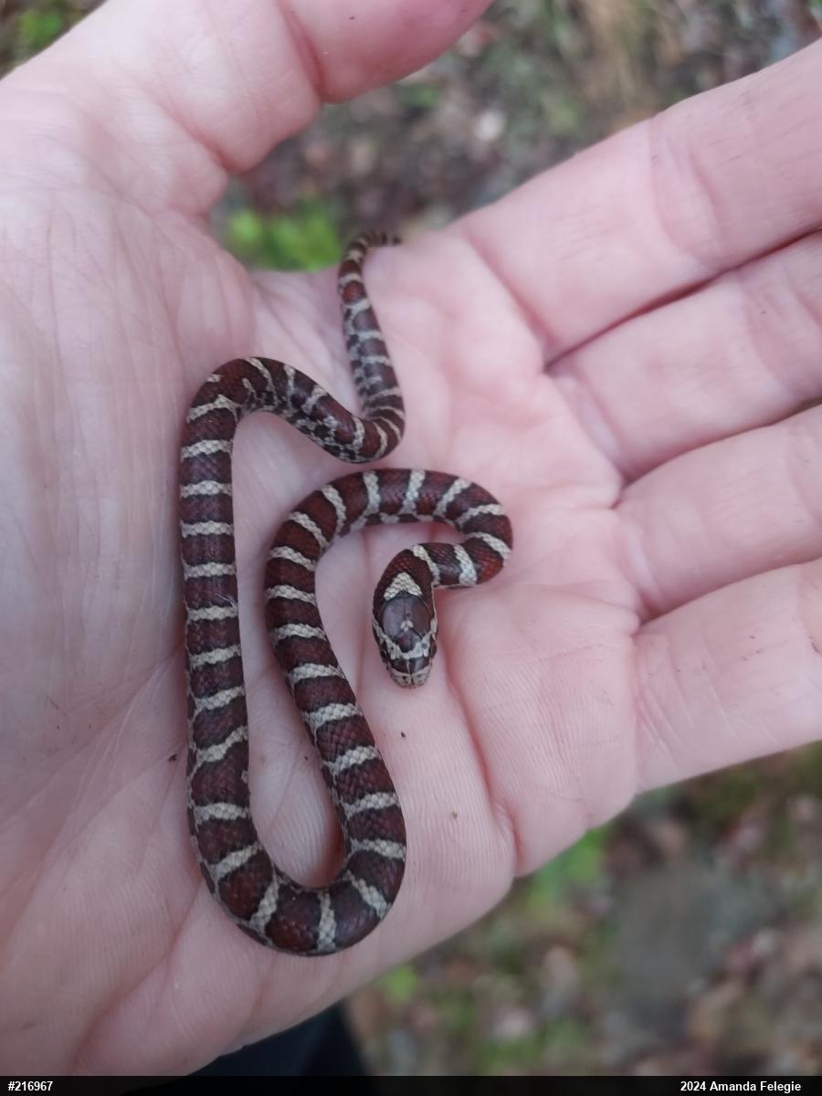 Eastern Milksnake