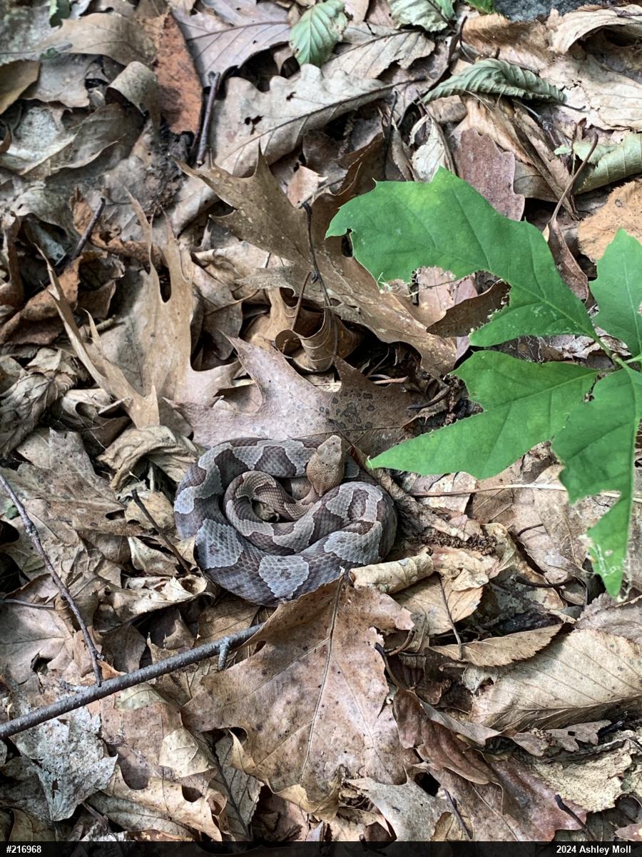 Northern Copperhead