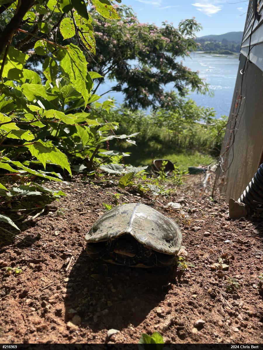 Northern Map Turtle