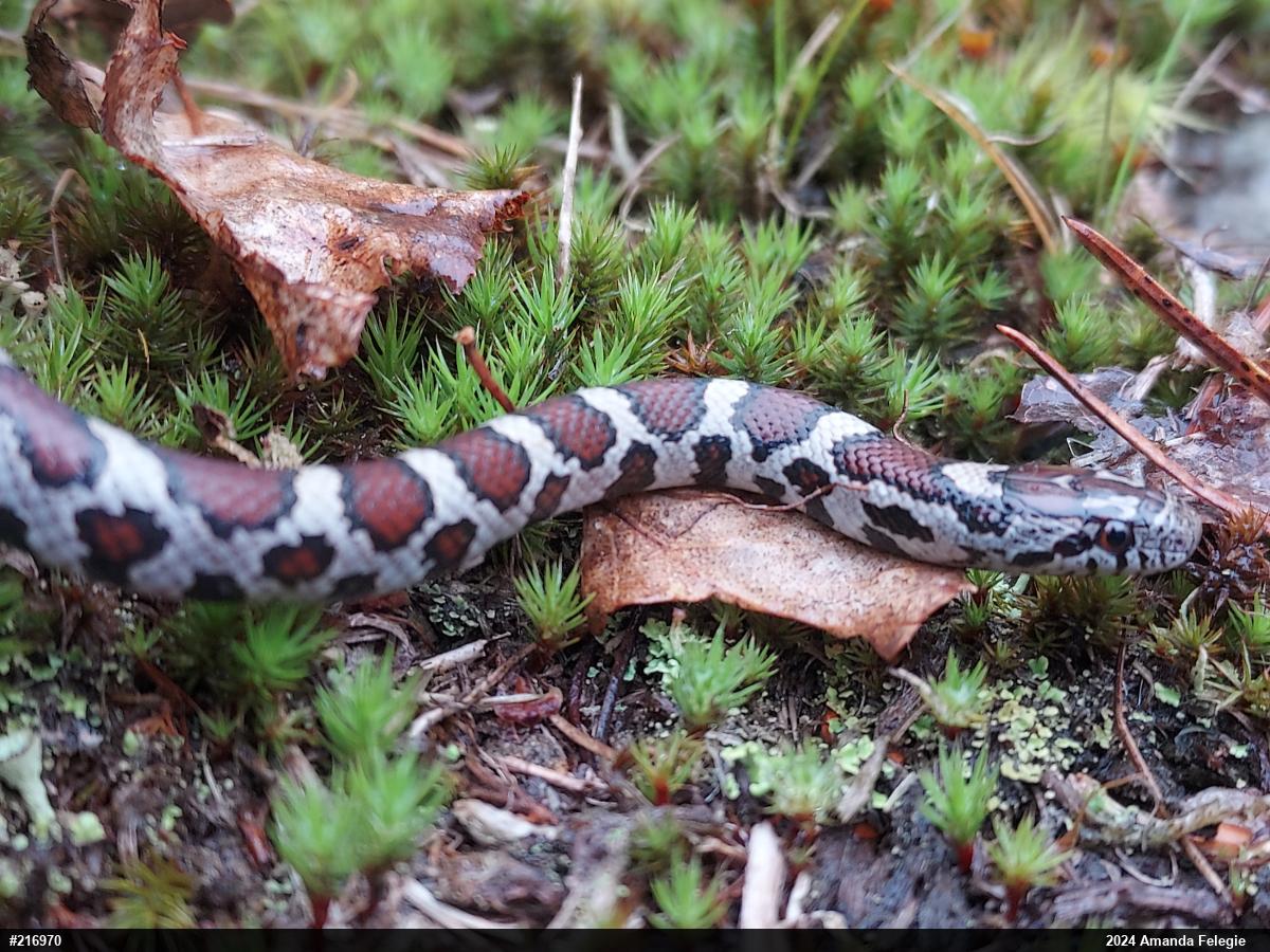 Eastern Milksnake