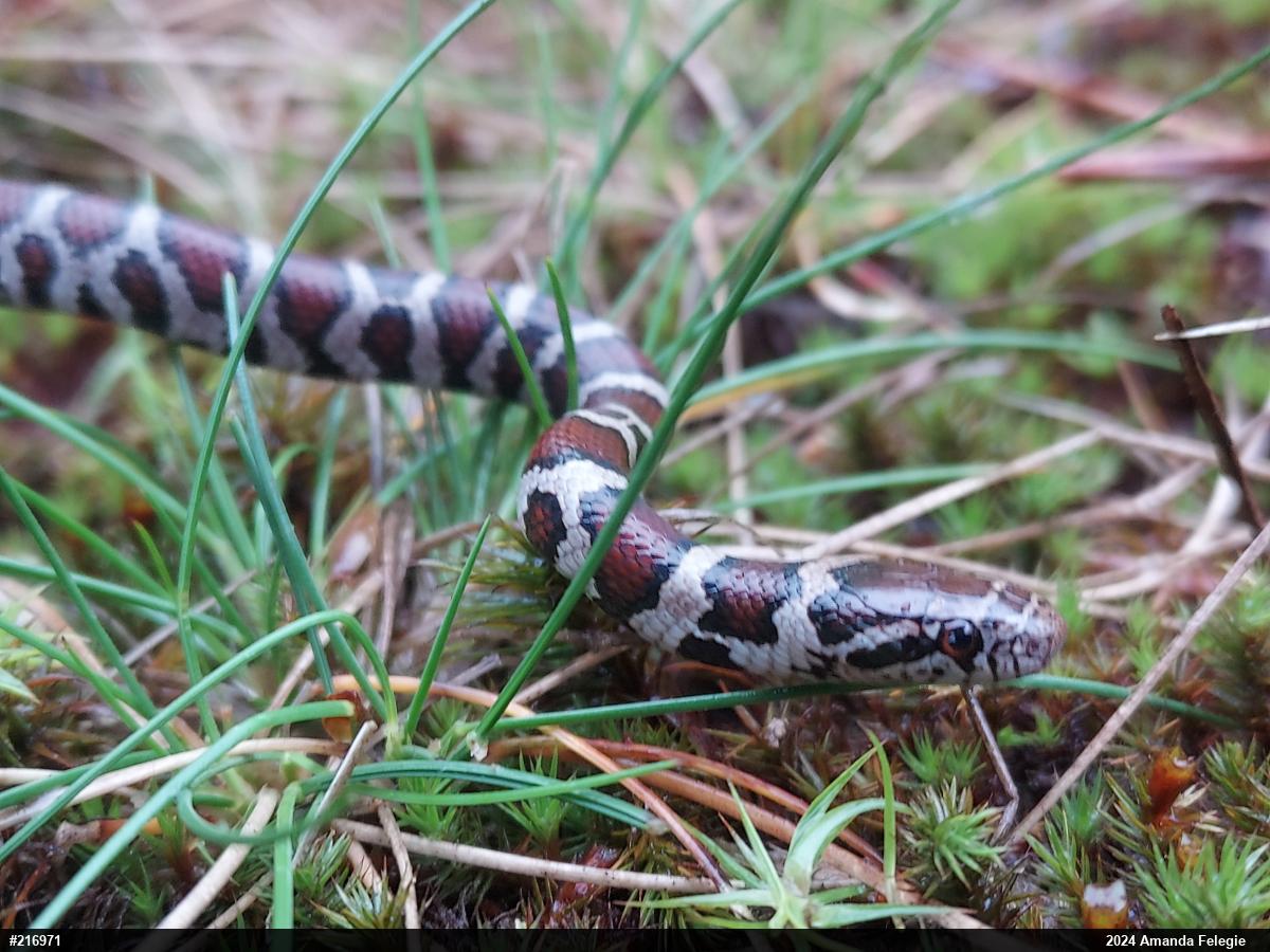 Eastern Milksnake