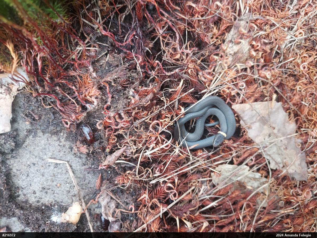 Northern Ring-necked Snake