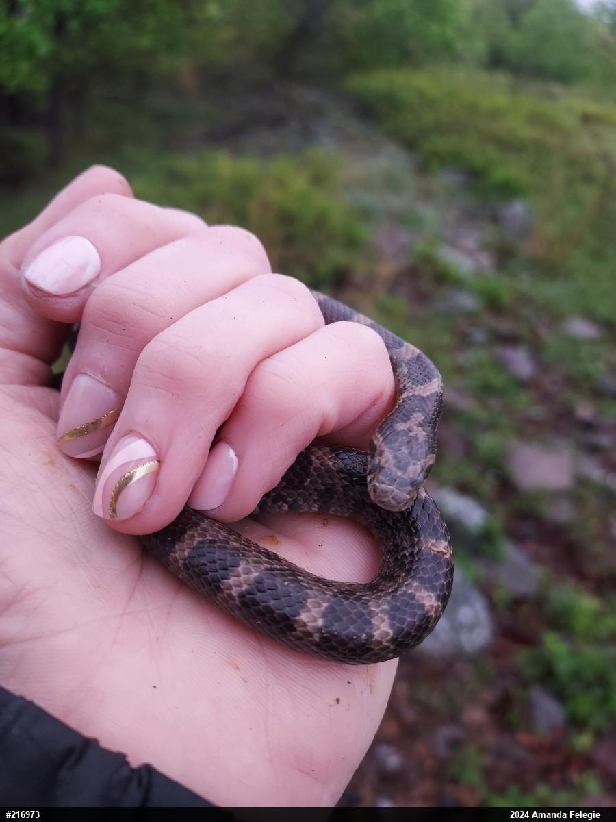 Eastern Milksnake