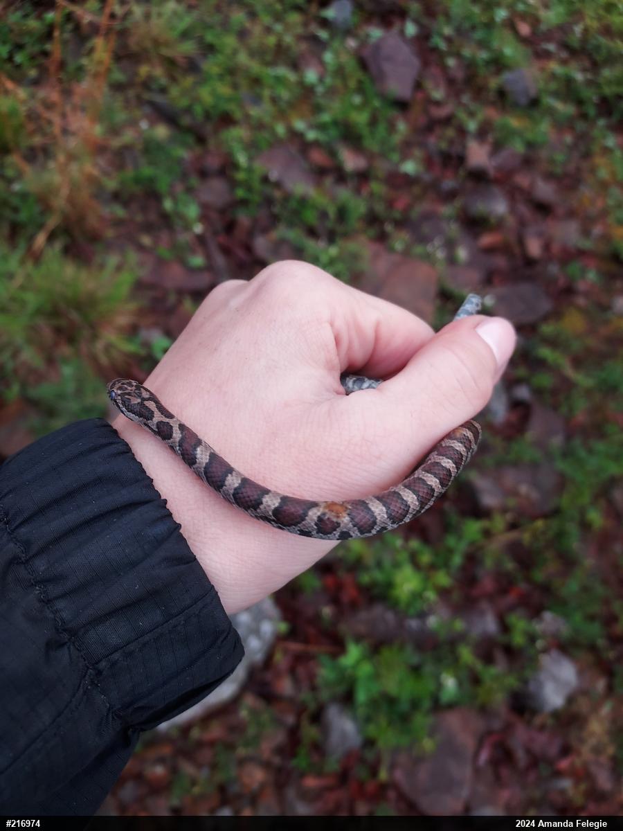 Eastern Milksnake