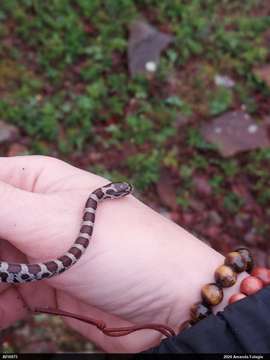 Eastern Milksnake