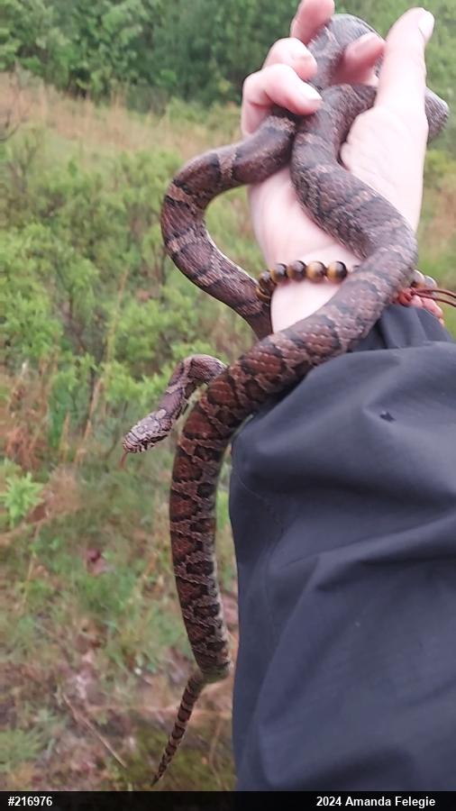 Eastern Milksnake