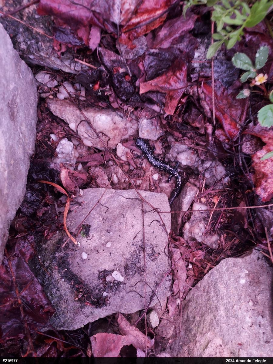 Northern Slimy Salamander