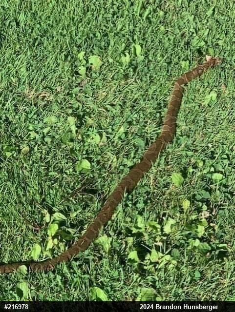 Northern Watersnake