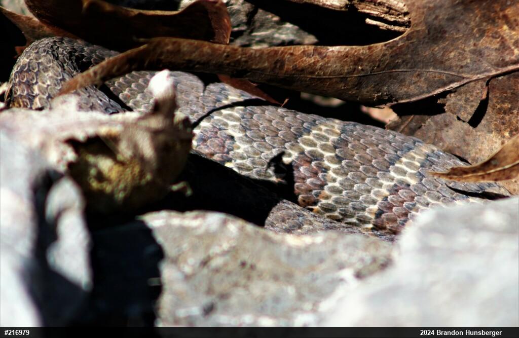 Northern Watersnake