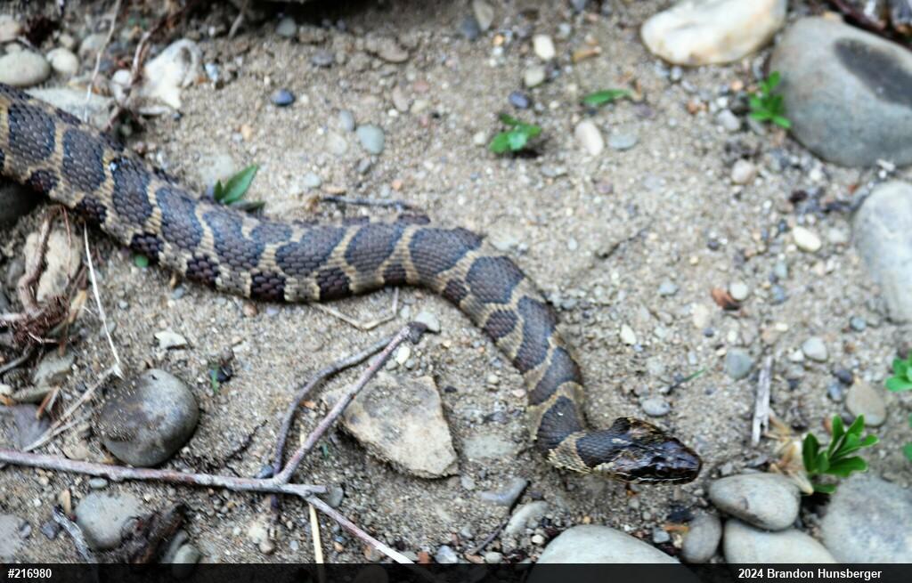 Northern Watersnake