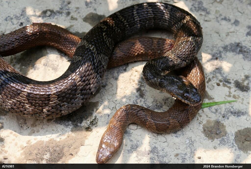 Northern Watersnake