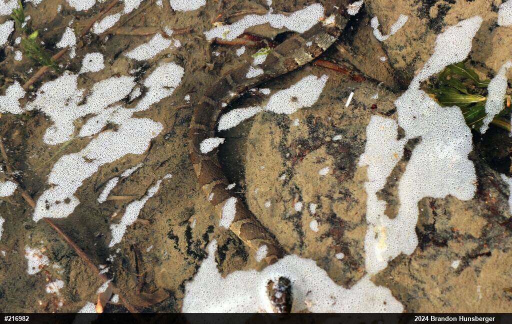 Northern Watersnake