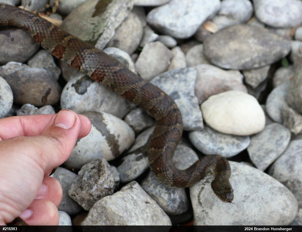 Northern Watersnake