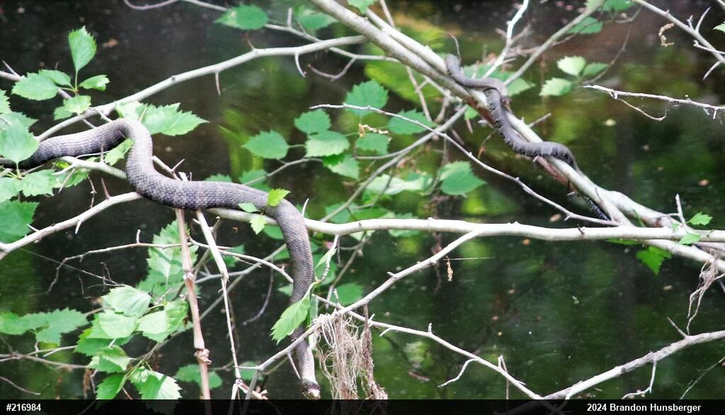 Northern Watersnake