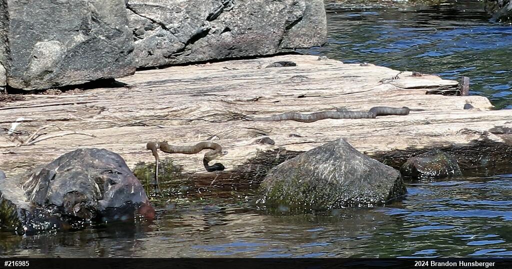 Northern Watersnake