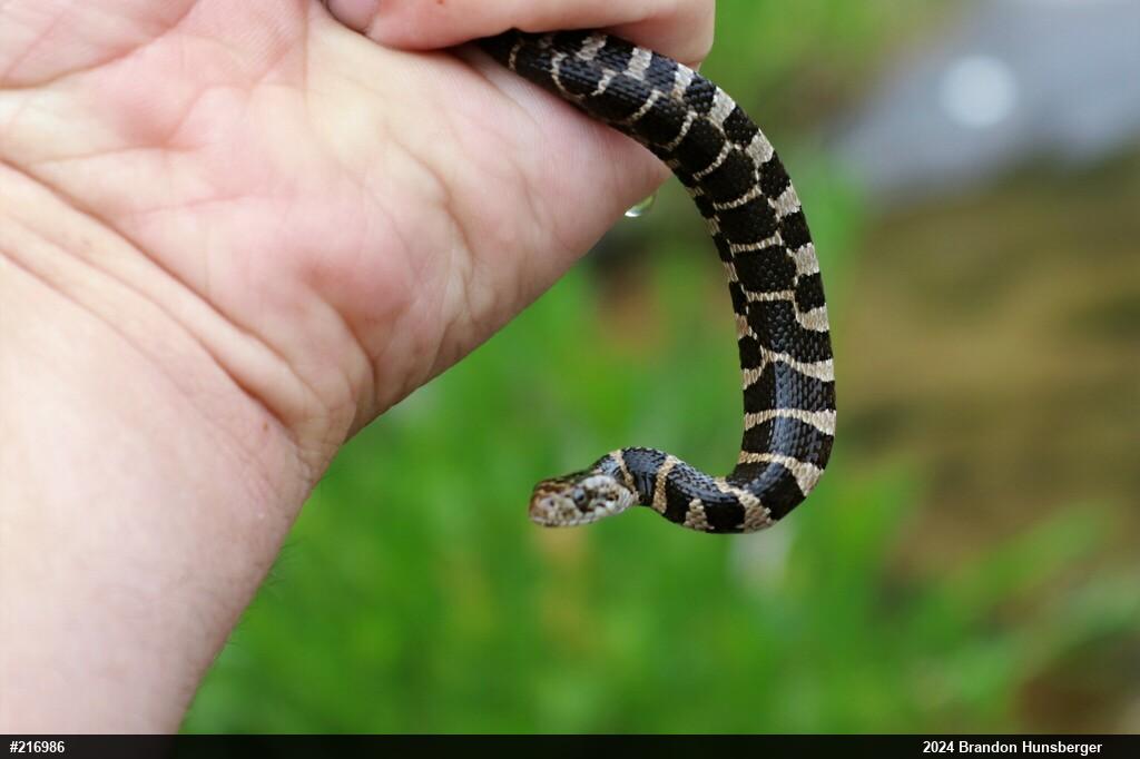 Northern Watersnake