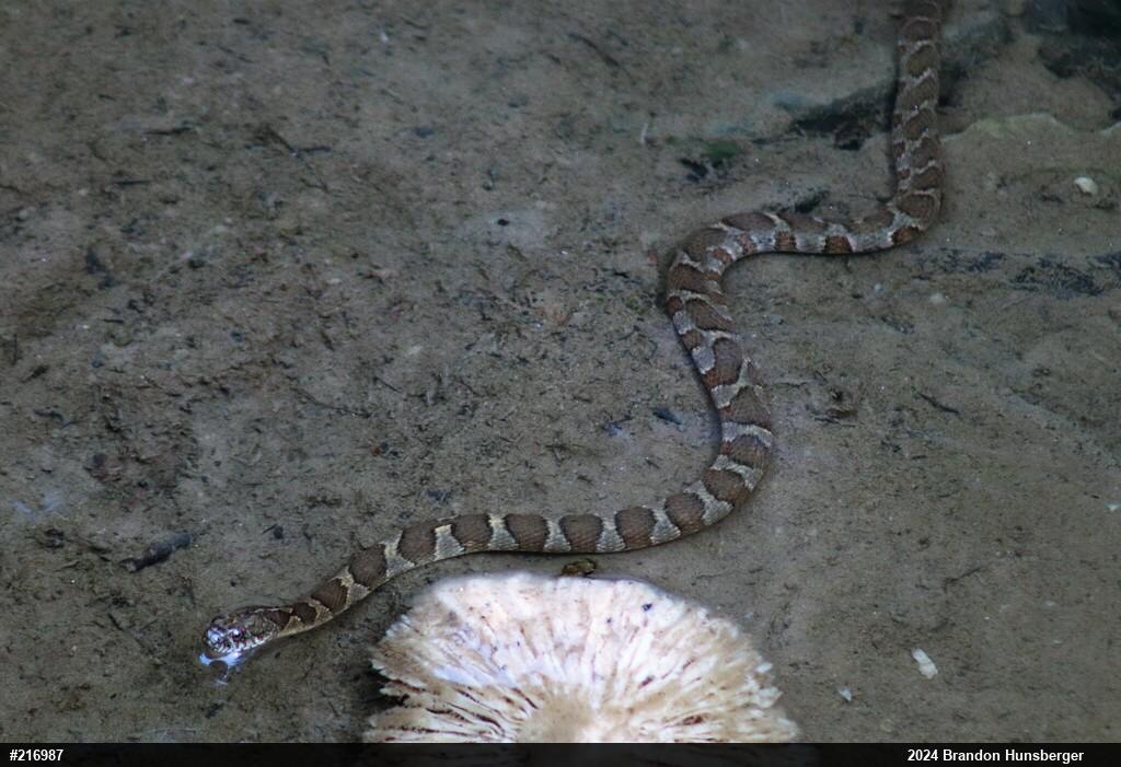 Northern Watersnake