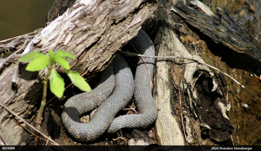 Northern Watersnake