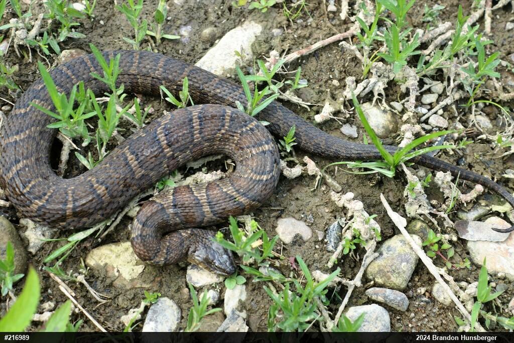 Northern Watersnake