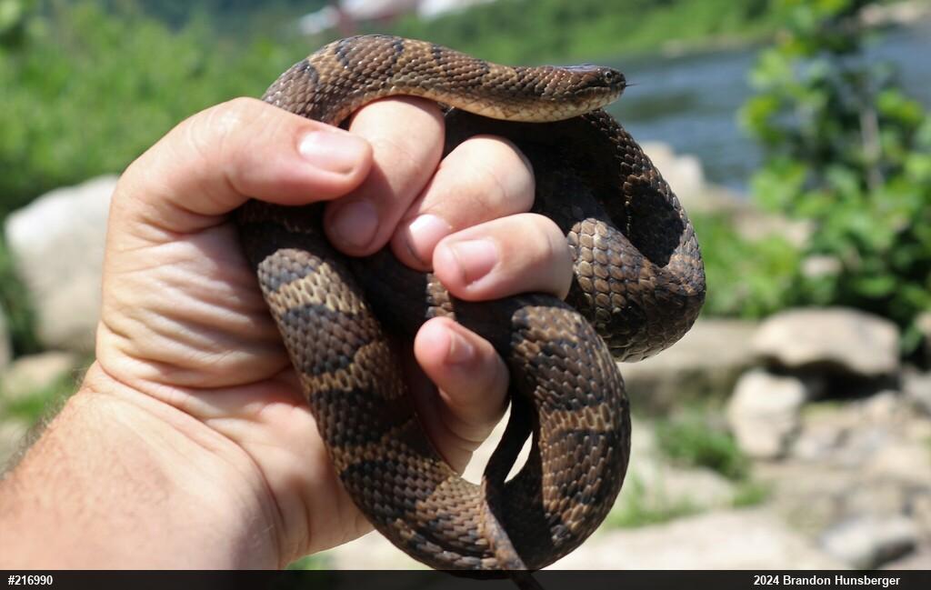 Northern Watersnake
