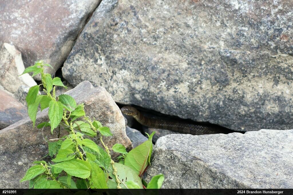 Northern Watersnake