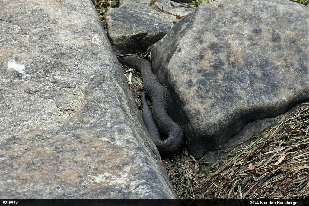 Northern Watersnake