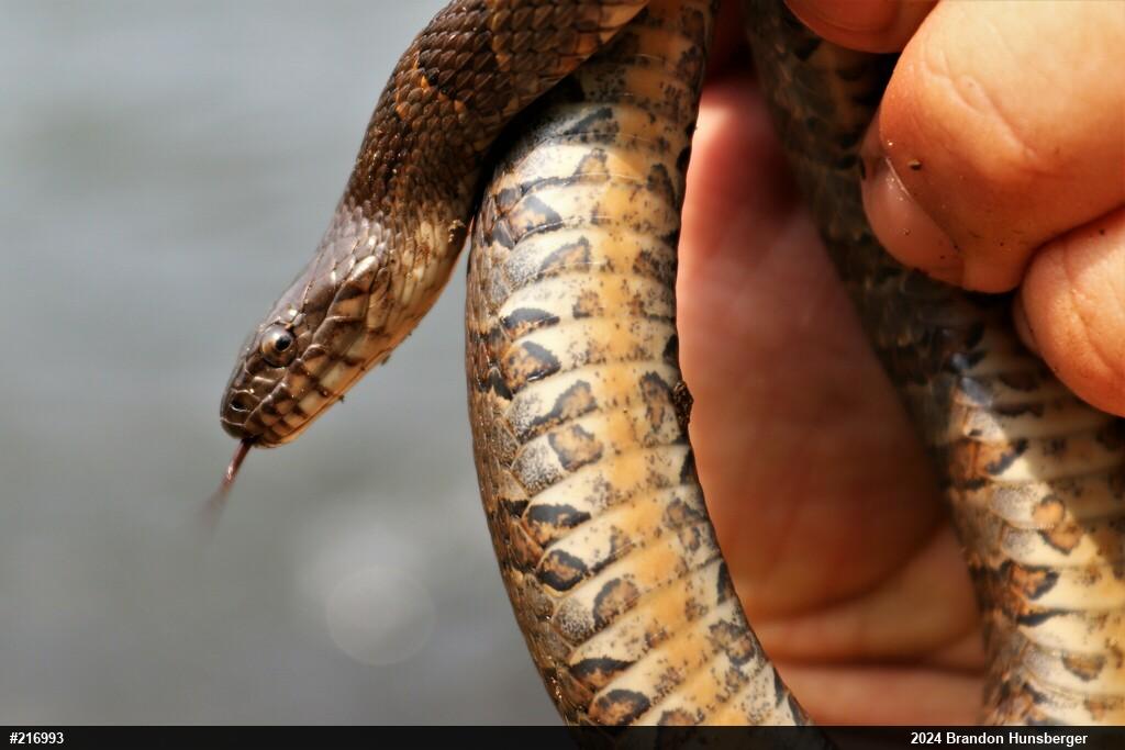 Northern Watersnake
