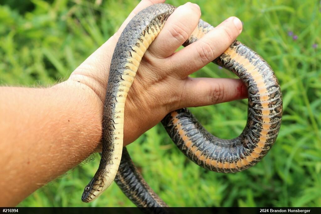 Northern Watersnake