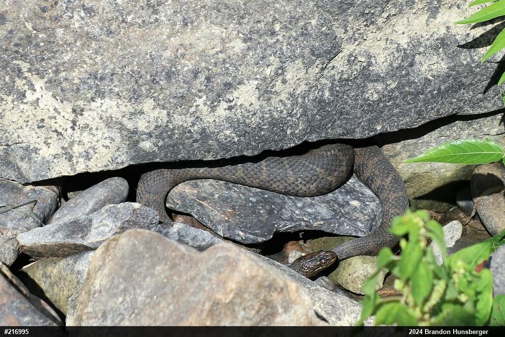 Northern Watersnake