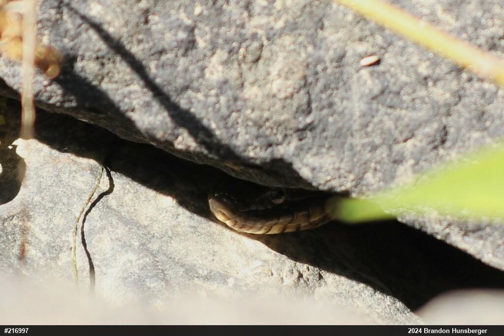 Northern Watersnake
