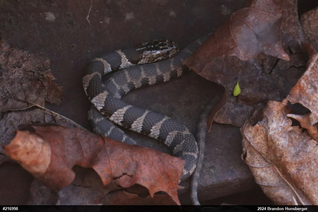 Northern Watersnake