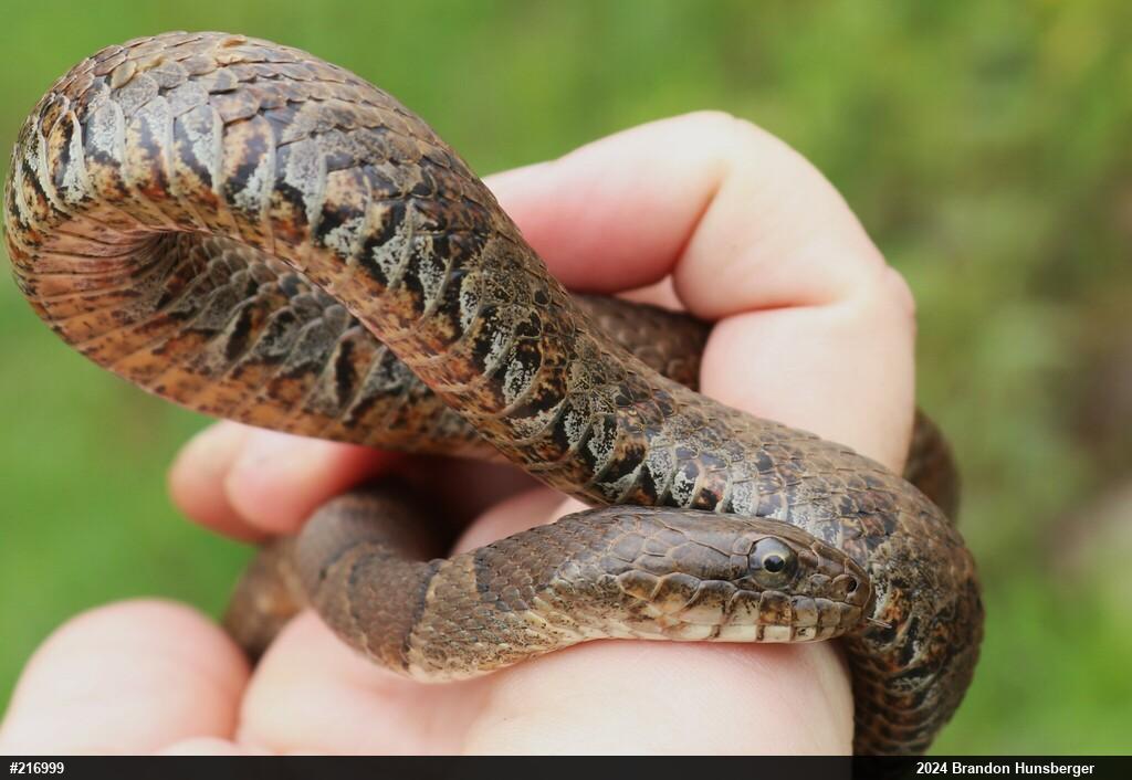 Northern Watersnake