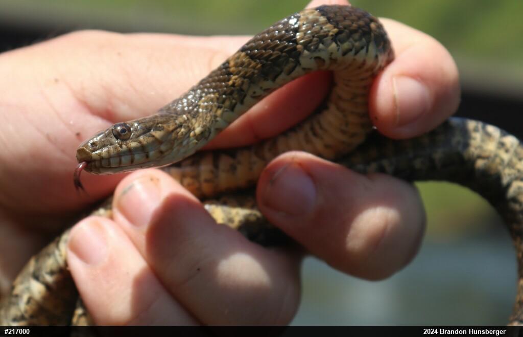Northern Watersnake