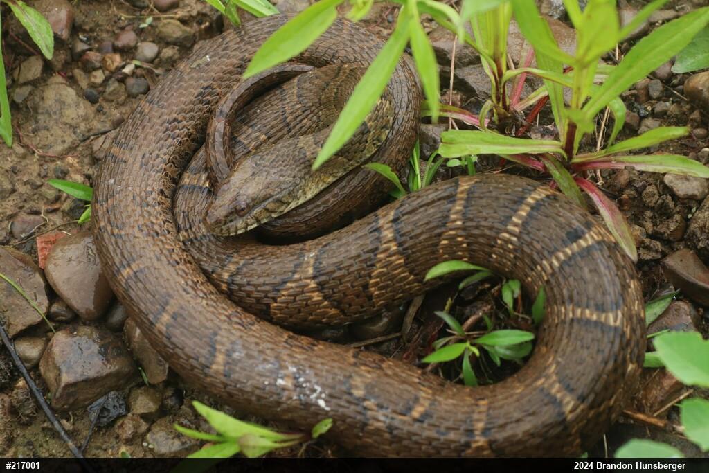 Northern Watersnake