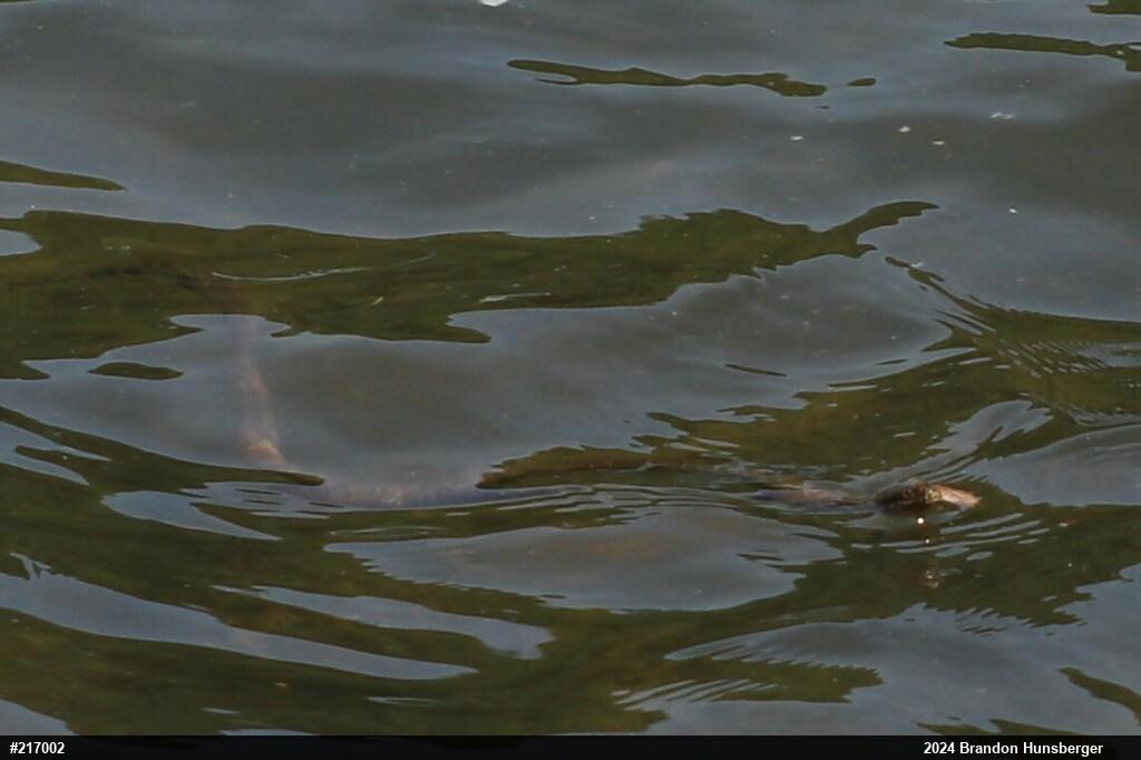 Northern Watersnake