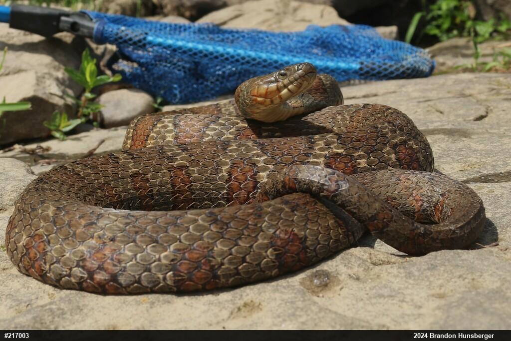 Northern Watersnake