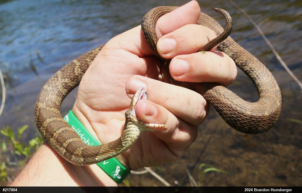Northern Watersnake