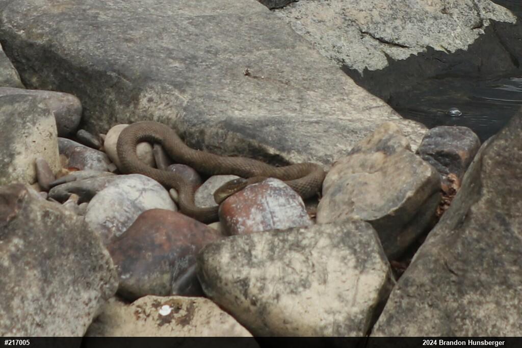 Northern Watersnake