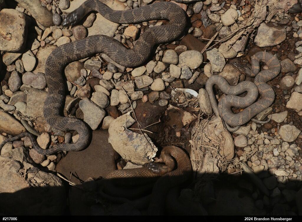Northern Watersnake