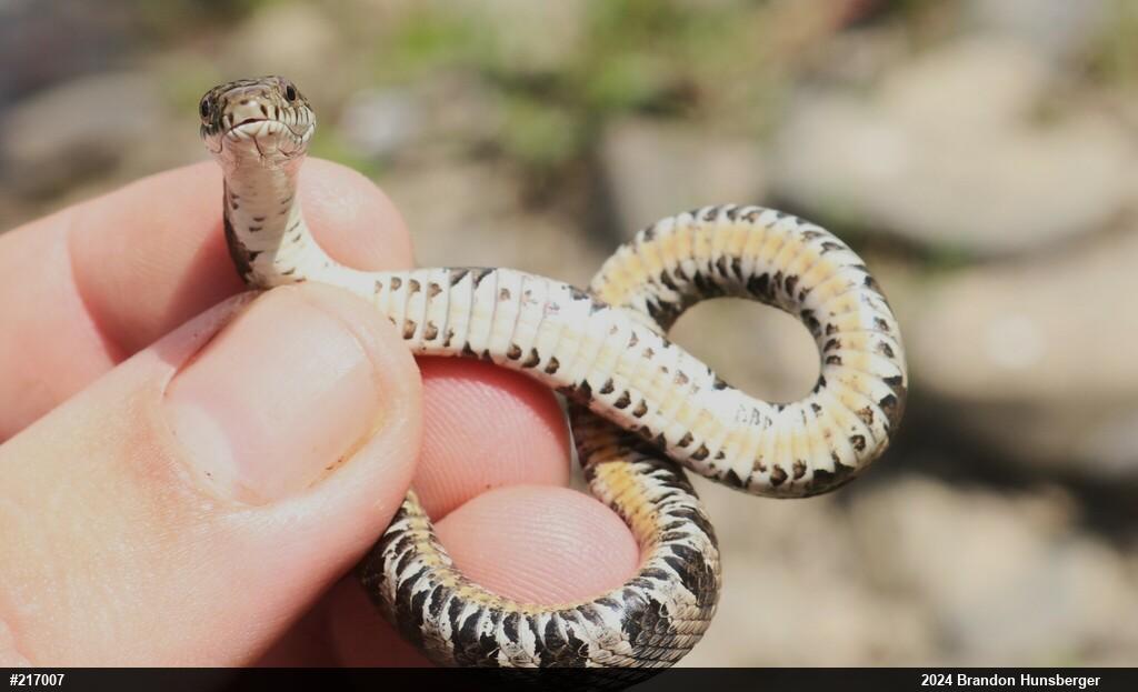 Northern Watersnake