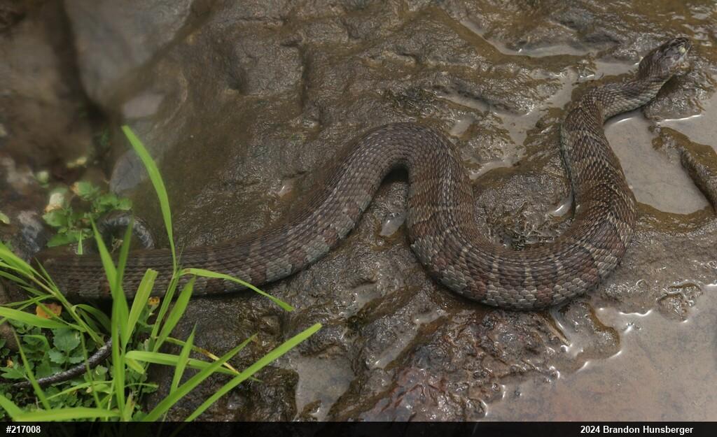 Northern Watersnake