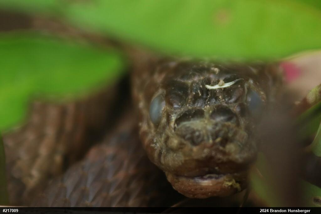 Northern Watersnake
