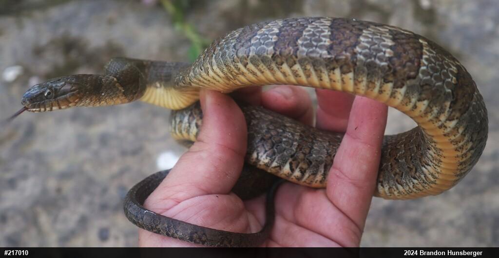 Northern Watersnake