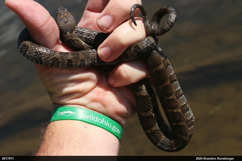 Northern Watersnake