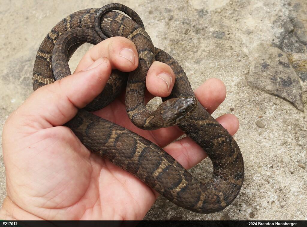 Northern Watersnake