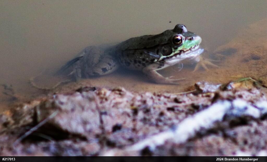 Green Frog