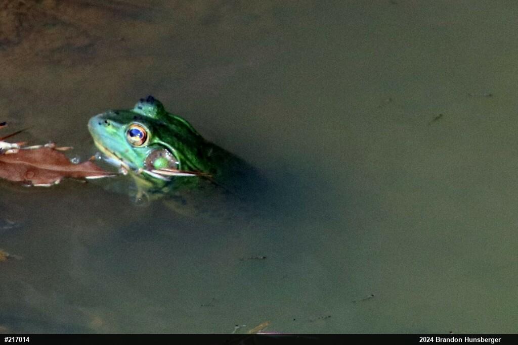Green Frog