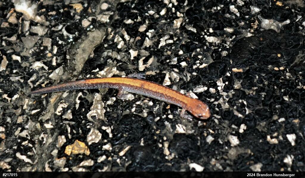 Eastern Red-backed  Salamander