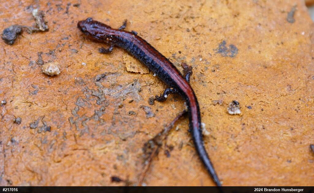 Eastern Red-backed  Salamander